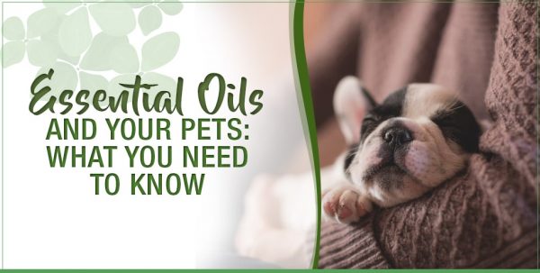 Essential Oils and Your Pets: What You Need to Know - Essential Oils Us