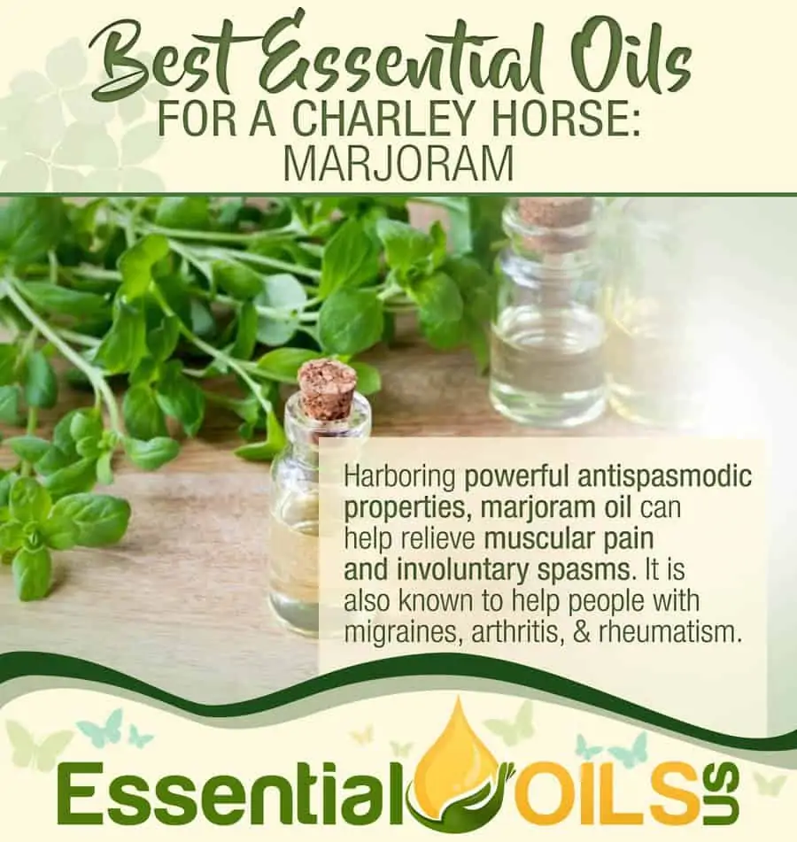 Essential Oils For Charley Horses - Marjoram